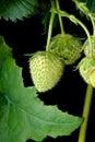 Fresh and unripe strawberry, bright green on a black background.